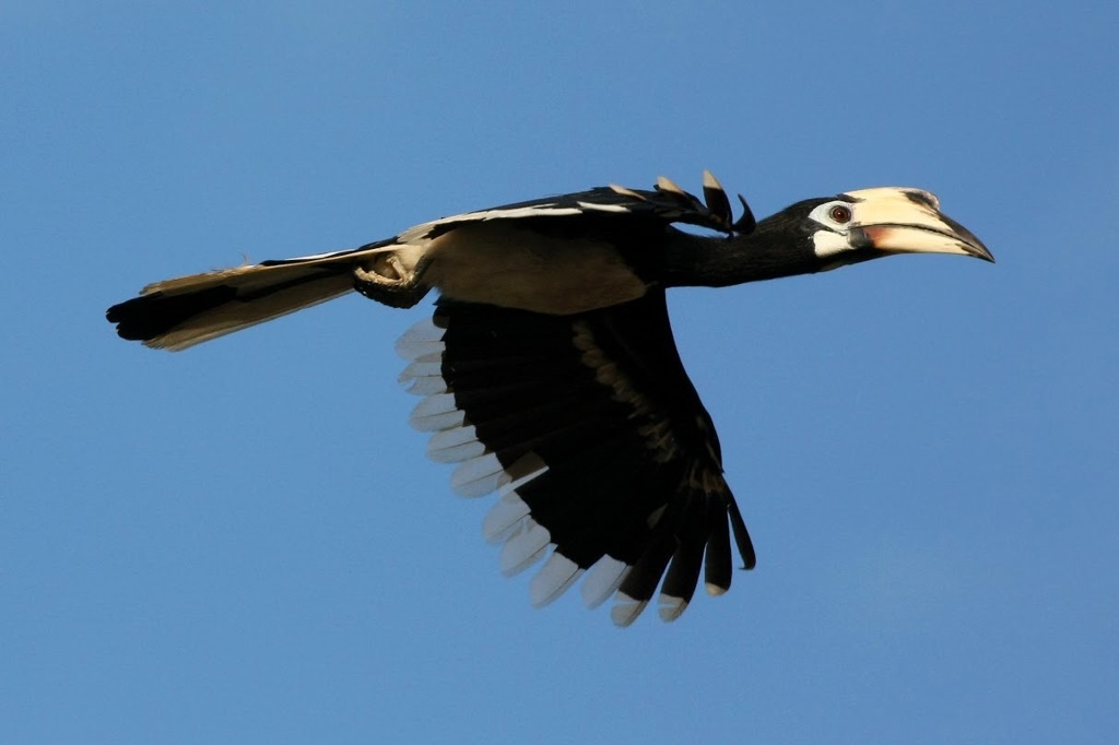 Neushoornvogel in Borneo