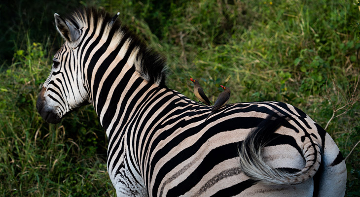 Zebra in Zuid-Afrika