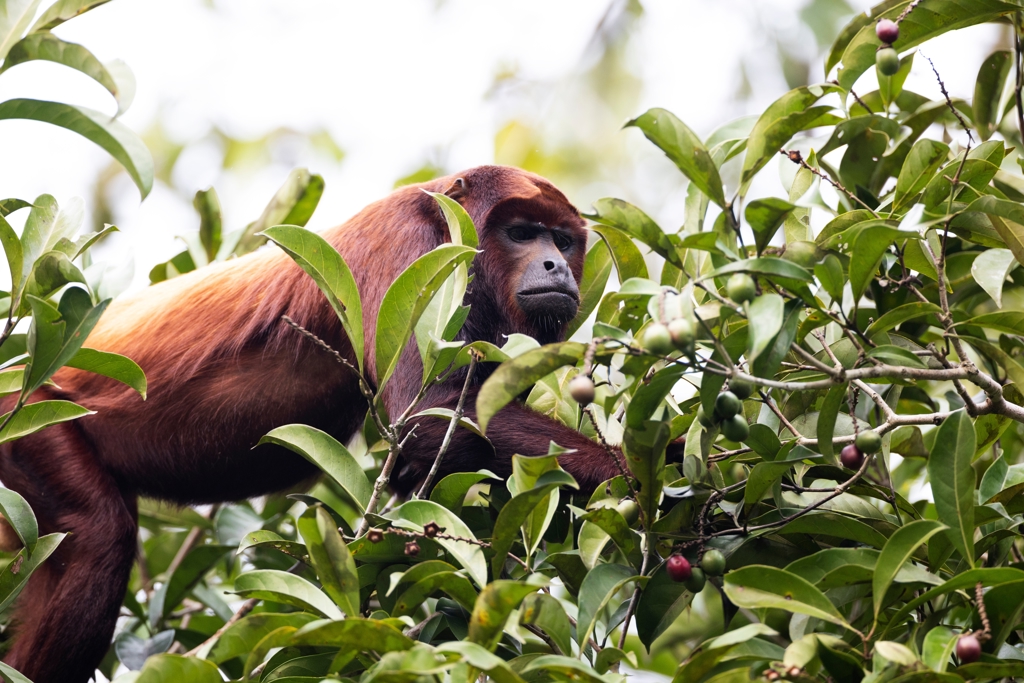 EAF - Amazone  Yasuni - shutterstock_2444315543.jpg