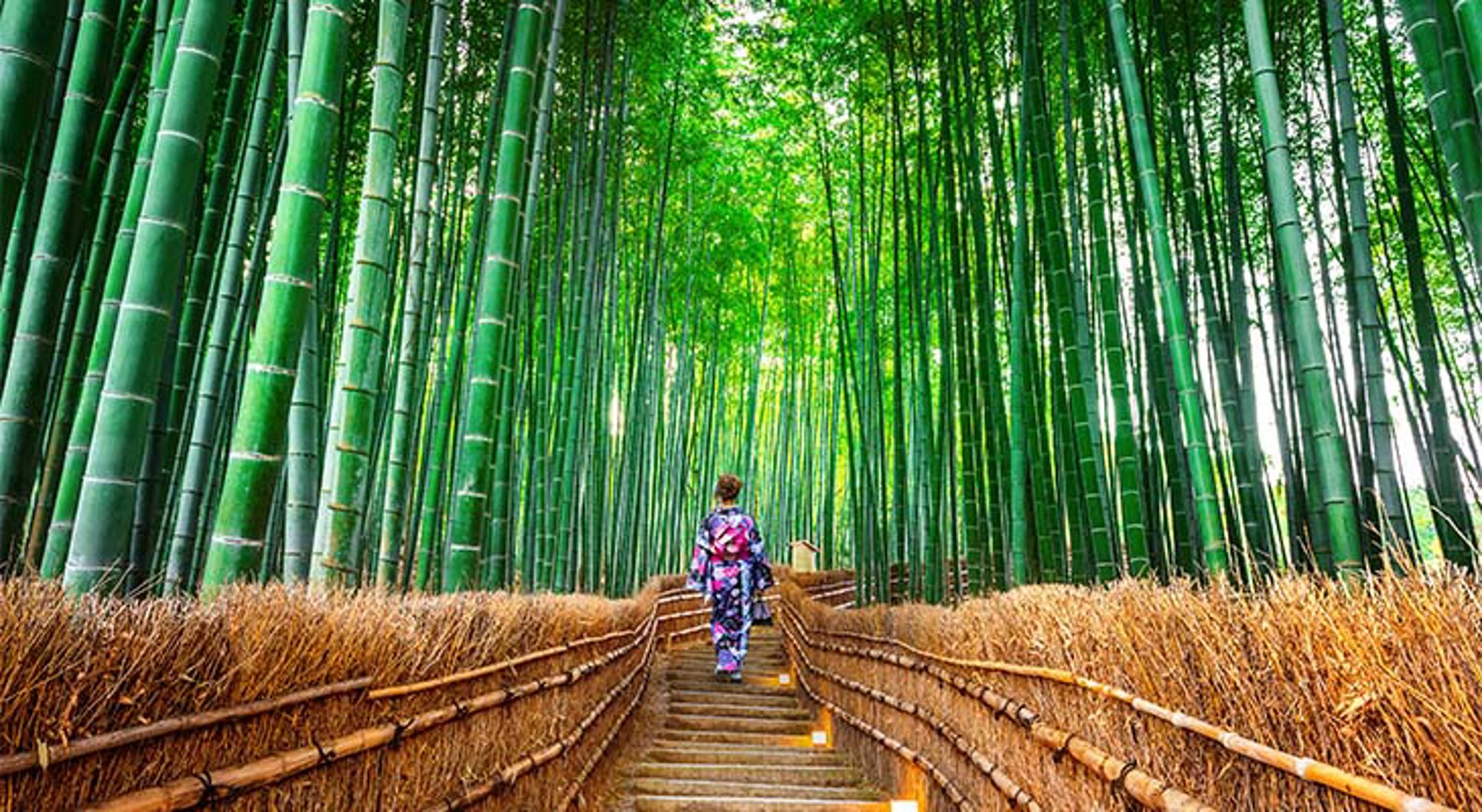 Bamboo Forest