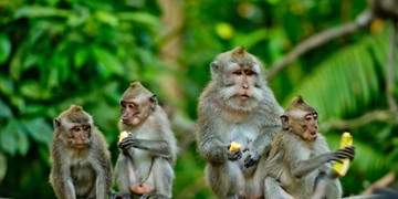 Groepsrondreis Java, Bali en Lombok