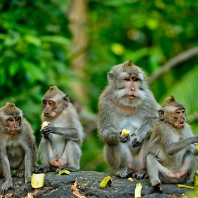 Groepsrondreis Java, Bali en Lombok
