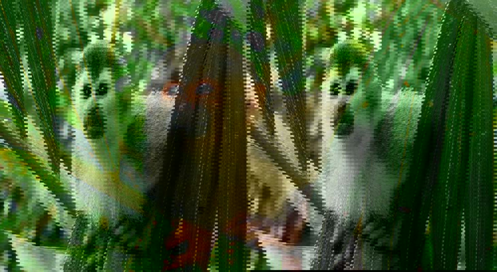 Squirrel monkey Manuel Antonio NP Squirrel monkey Manuel Antonio NP