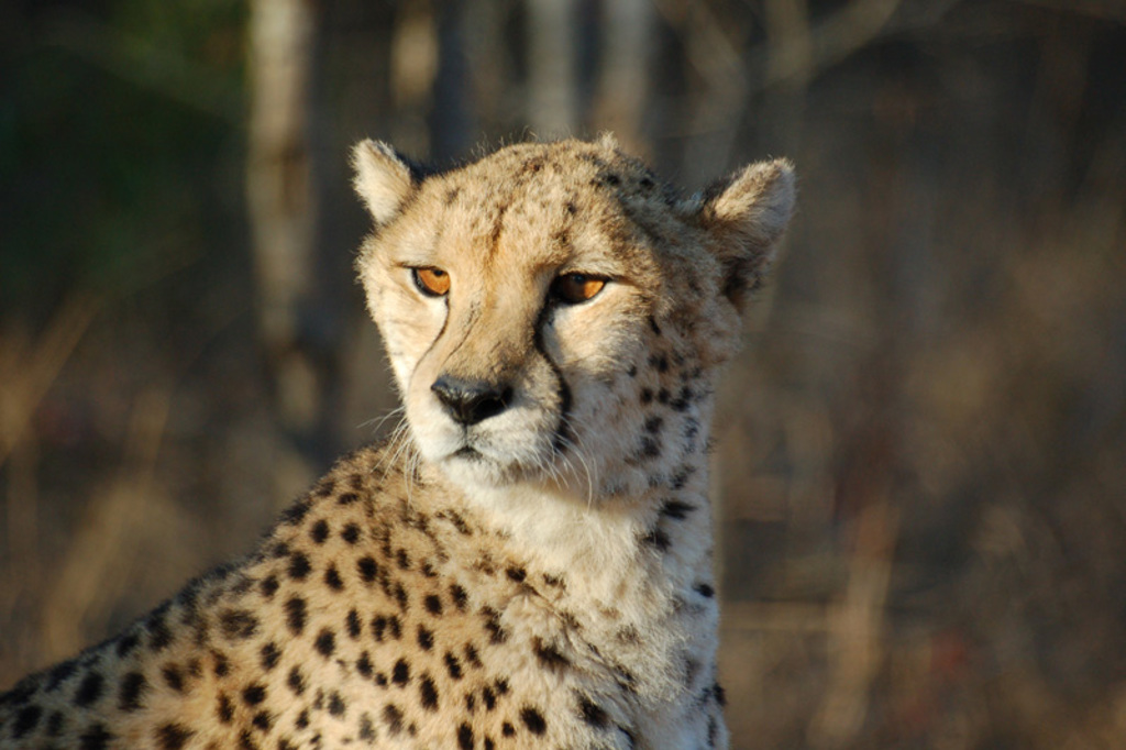 05-cheetah.jpg