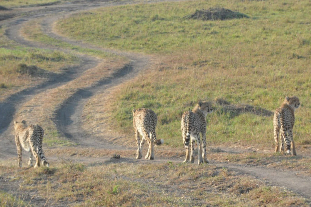 23-Masai-Mara.JPG