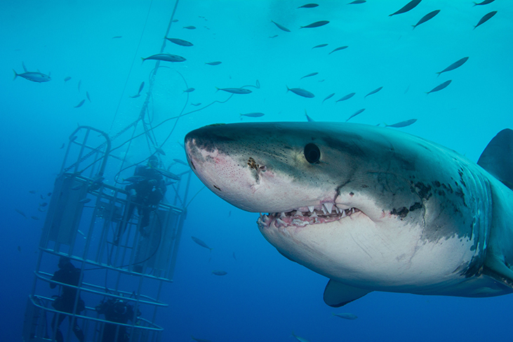 Zwemmen met haaien in Kaapstad