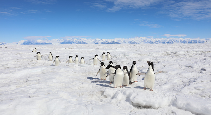 Antarctica Antarctica