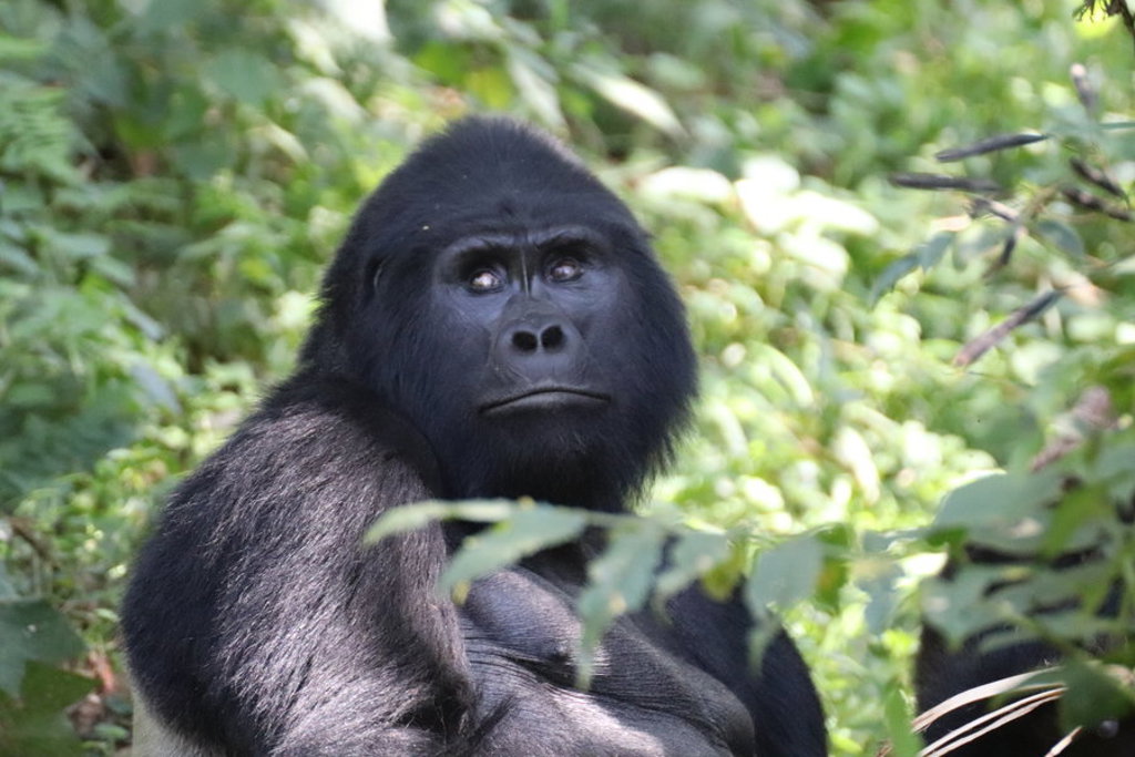 main_Bwindi_NP-Reispassie.jpg