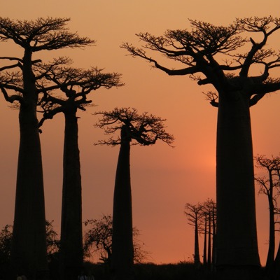 Baobabs Madagascar