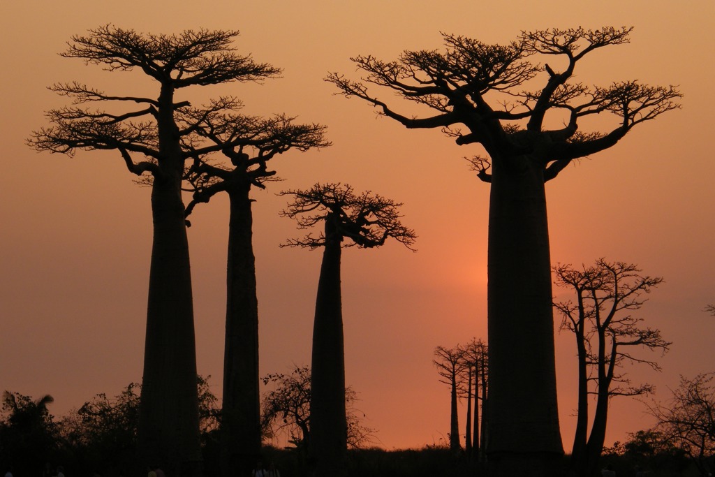Baobabs Madagascar