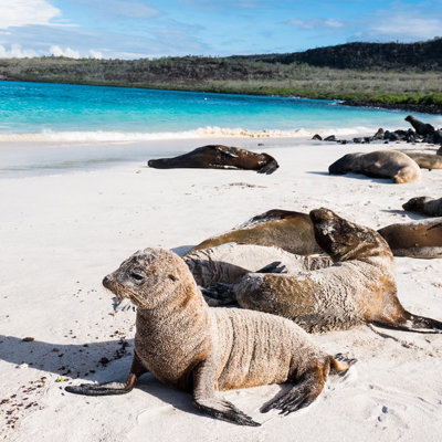 Zeeleeuwen rusten op wit zandstrand bij turquoise zee op de Galapagos, Ecuador.
