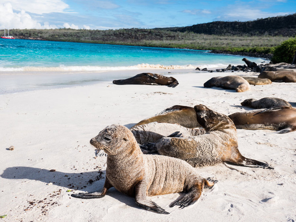 Zeeleeuwen rusten op wit zandstrand bij turquoise zee op de Galapagos, Ecuador.