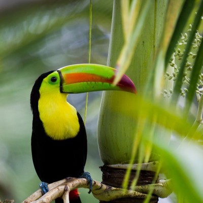 Groepsrondreis Costa Rica