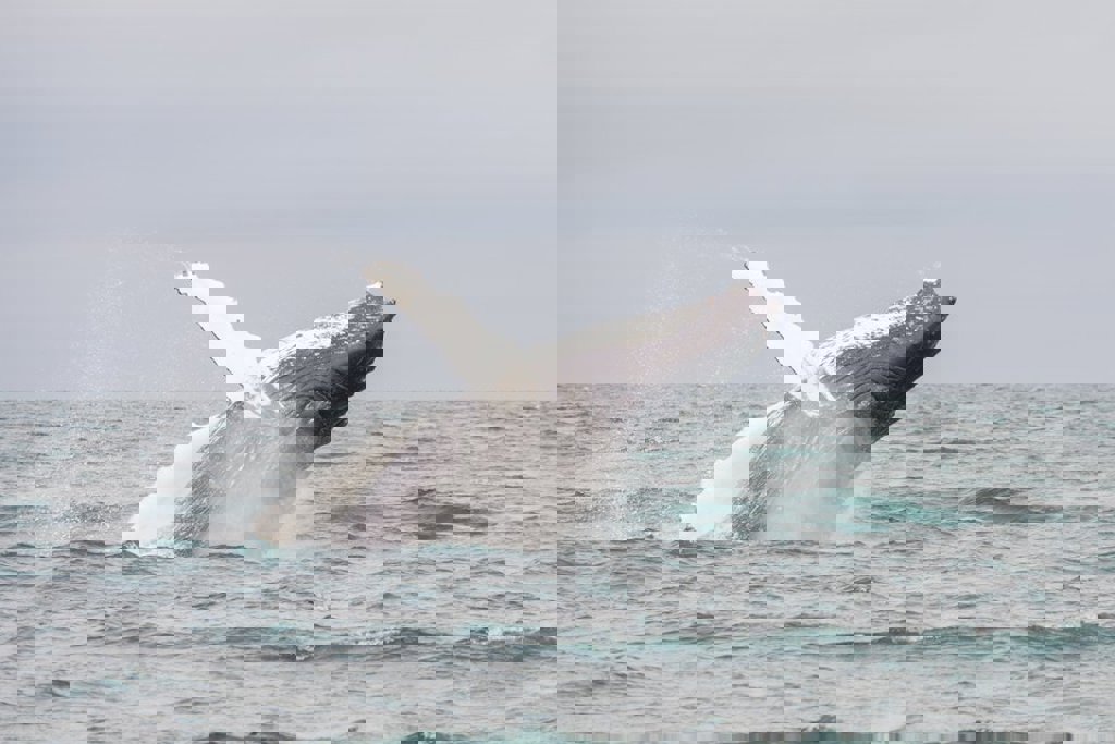 main_Iceland_whalewatching_stock.jpg