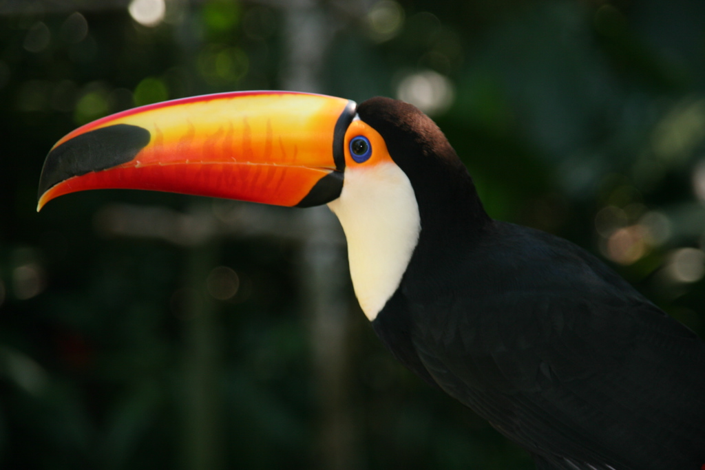 Toucan