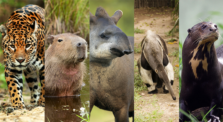 Big Five Brazilië Big Five Brazilië