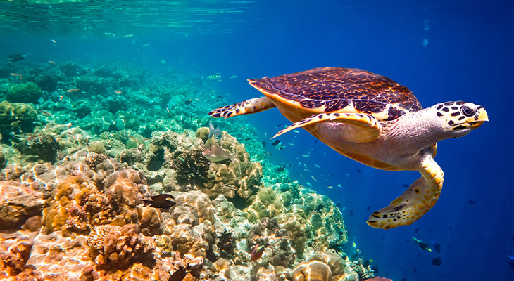 Doneer aan natuurbeschermingsprojecten