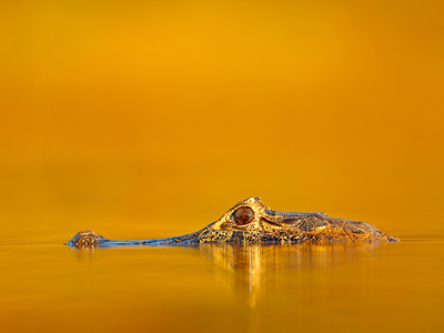 Route Peru inclusief Amazone, 24 dagen - Day 21