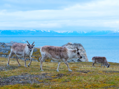 Route 12 dagen Spitsbergen - Dag 10