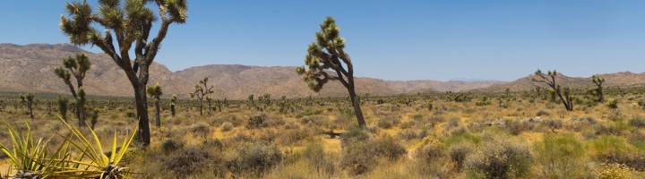 Joshua Tree-woestijnlandschap met yucca’s en bergen onder een heldere blauwe lucht, Verenigde Staten.