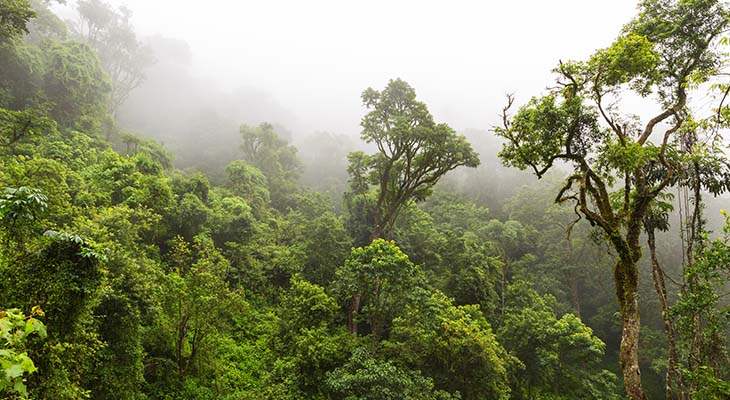 Afromontane bossen, Zuid-Afrika
