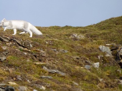 Route 10 dagen Spitsbergen - Dag 8
