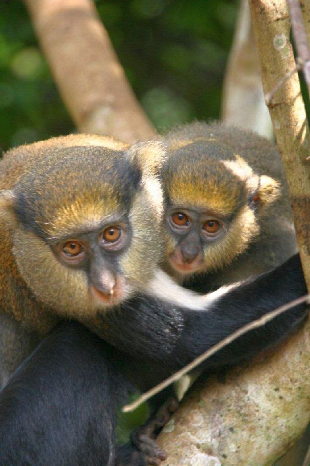 07-Boabeng-Monkey-Sanctuary.jpg
