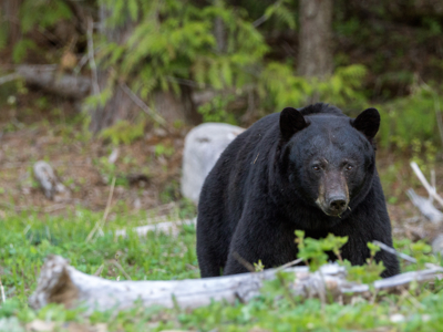 Route Canada Hotelreis, 18 dagen - Day 9