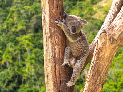 Route Australië reis, 28 dagen - Day 27