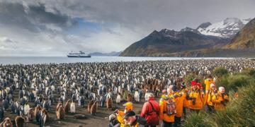 Groepsrondreis Antarctica en South Georgia - pinguïnsafari