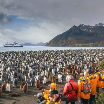 Groepsrondreis Antarctica en South Georgia - pinguïnsafari