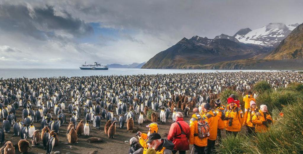 Pinguïn, Antarctica en South Georgia