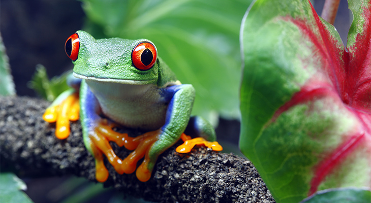 Costa Rica Costa Rica