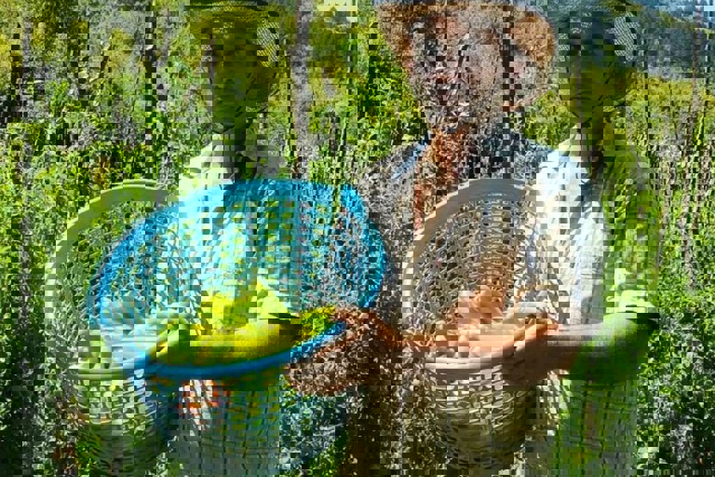 main_sotira_farm.jfif