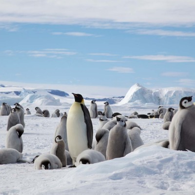 Groepsrondreis Antarctica - Snow Hill eiland