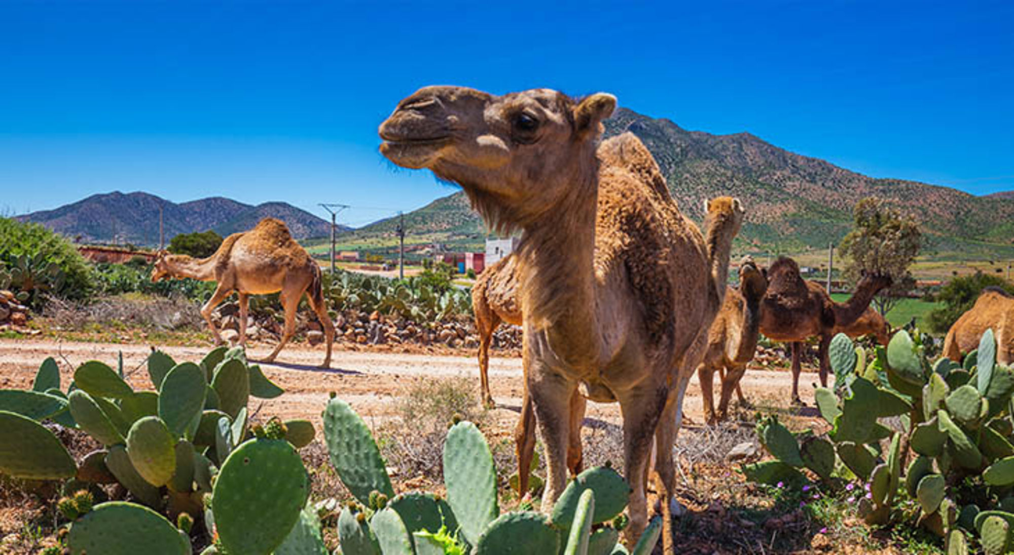 Guelmim kameel Guelmim kameel