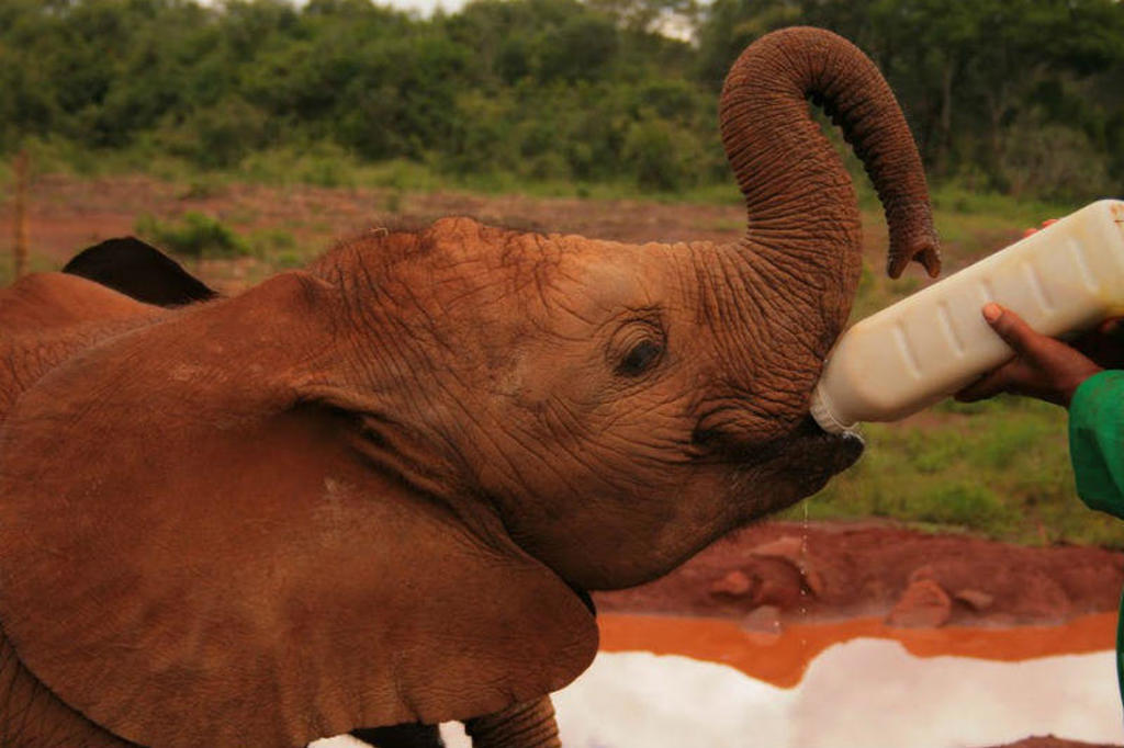 main_20-olifanten-opvang.jpeg