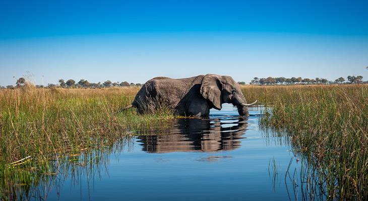 Okavango Delta Botswana Okavango Delta Botswana