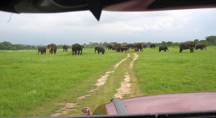 Safari in Sri Lanka