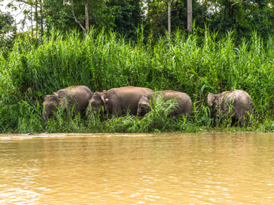 Route Maleisisch Borneo familiereis, 21 dagen - Dag 17