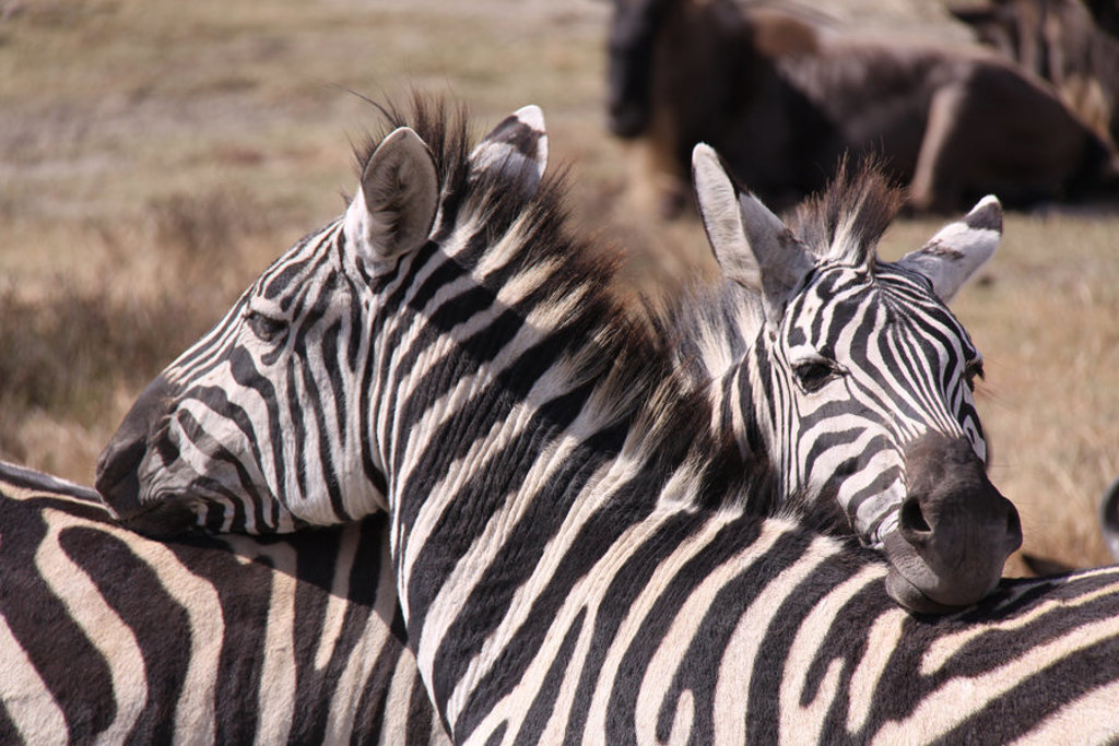 main_main_Kenia_-_Tanzania_-_dieren__228_.jpg