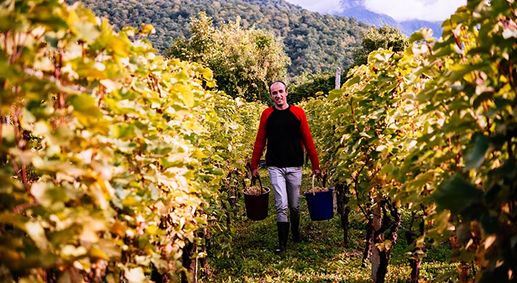 Wijn in de Kakheti regio Wijn in de Kakheti regio