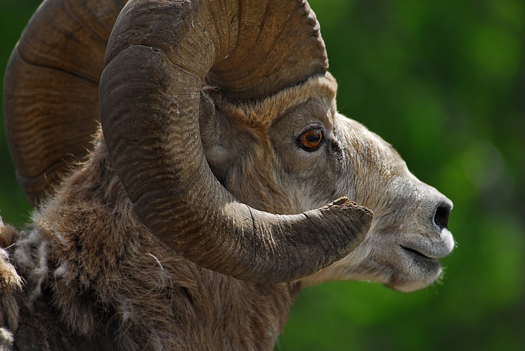 Rondreis Canada Wildlife