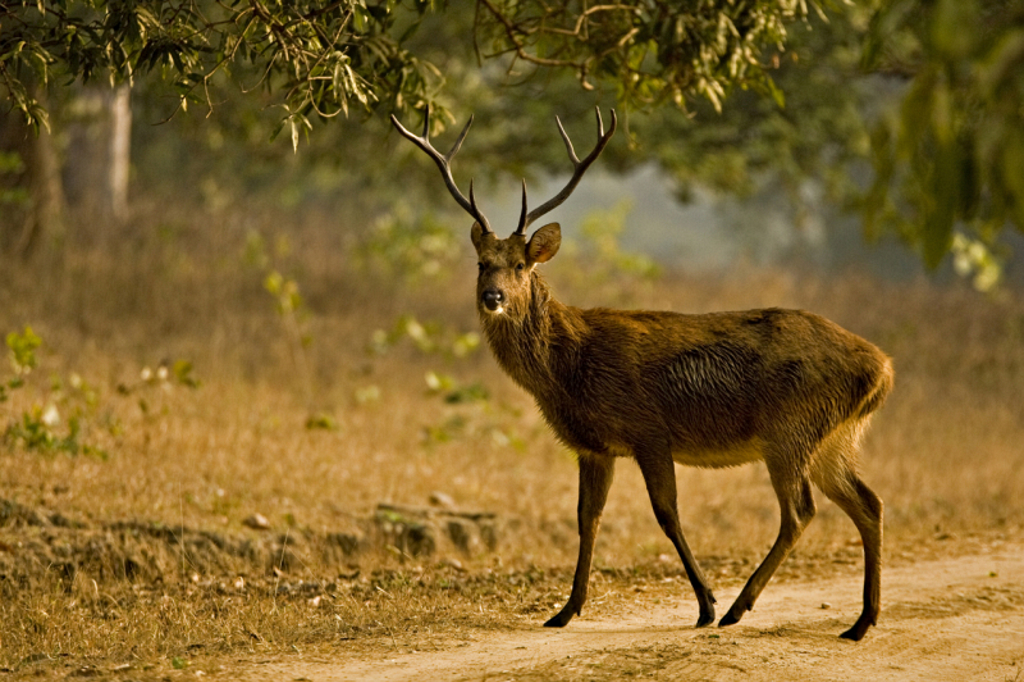 Noord-India wildlife