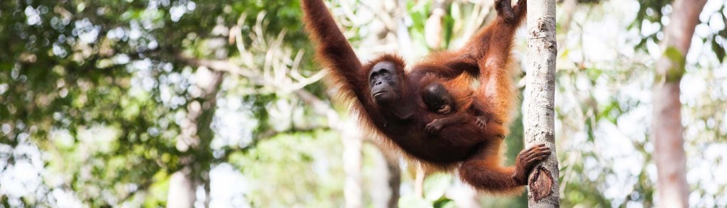 Rondreis Indonesië - Kalimantan