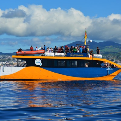 Walvissen en dolfijnen spotten