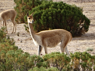 Route Bolivia en Chili, 21 dagen - Day 12