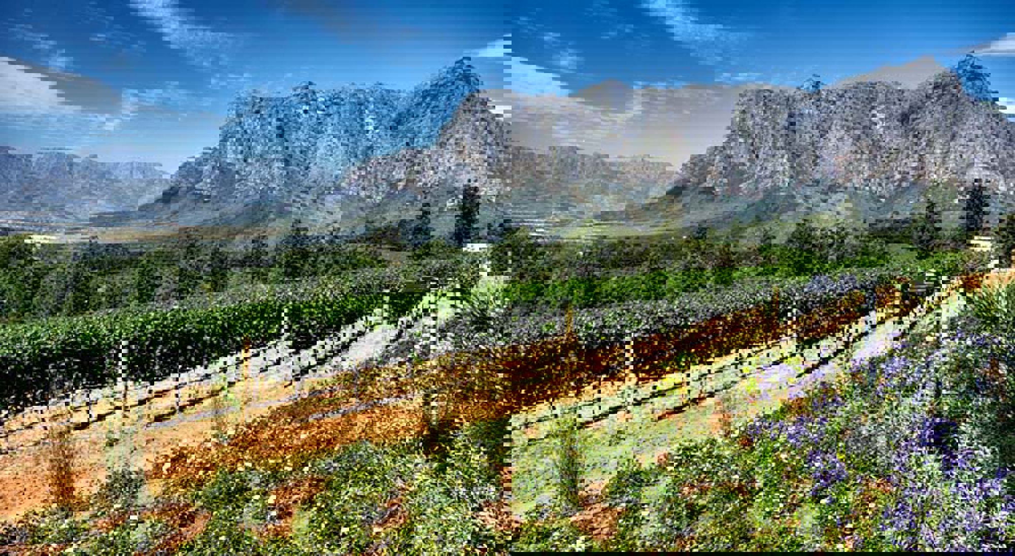 Bergen, wijngaarden en bloemen in Stellenbosch