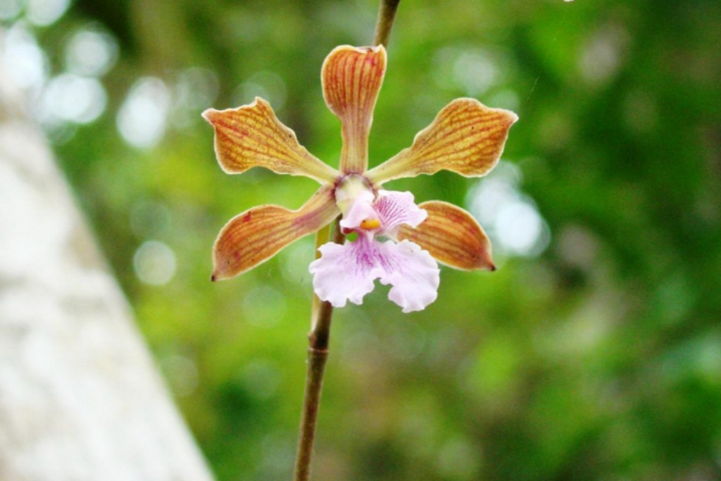main_main_Orchid.png