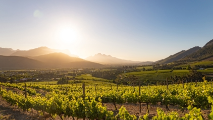 De Kaapse wijnlanden in Kaapstad